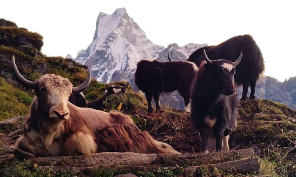 Mardi Himal Trek