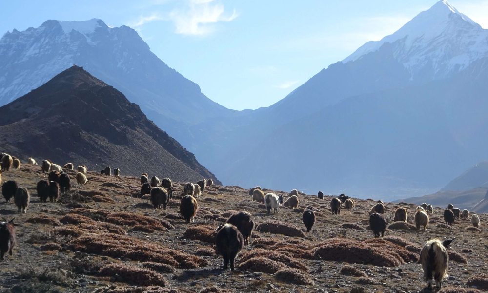 Dhaulagiri 15