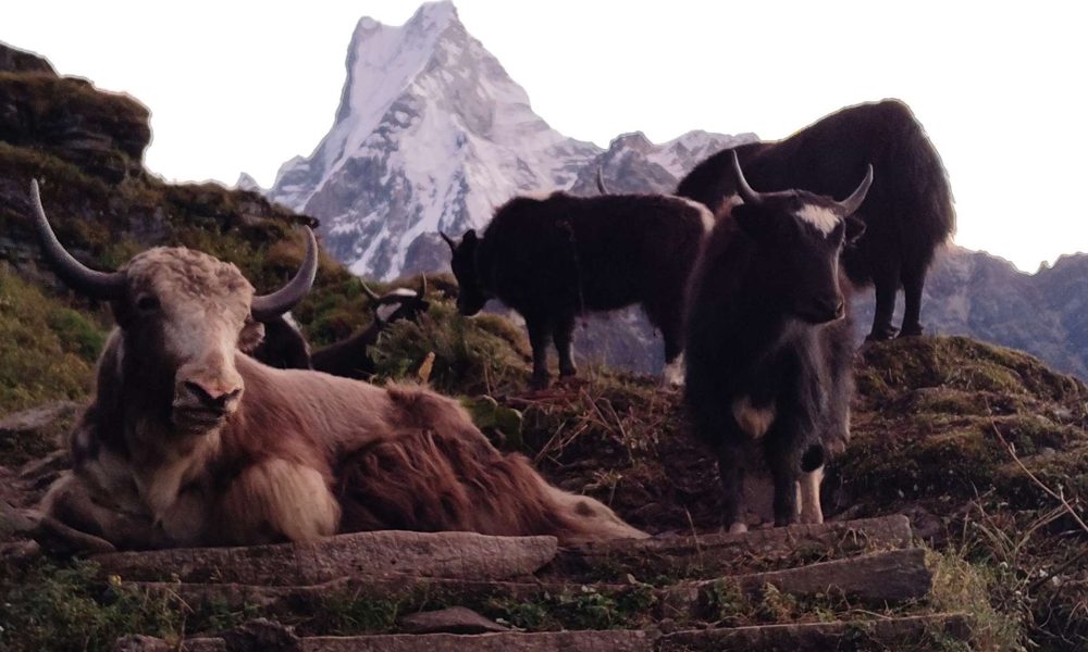 Mardi Himal Trek